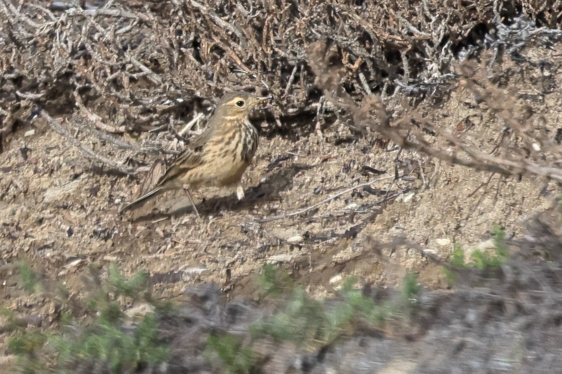 American Pipit - ML646456025