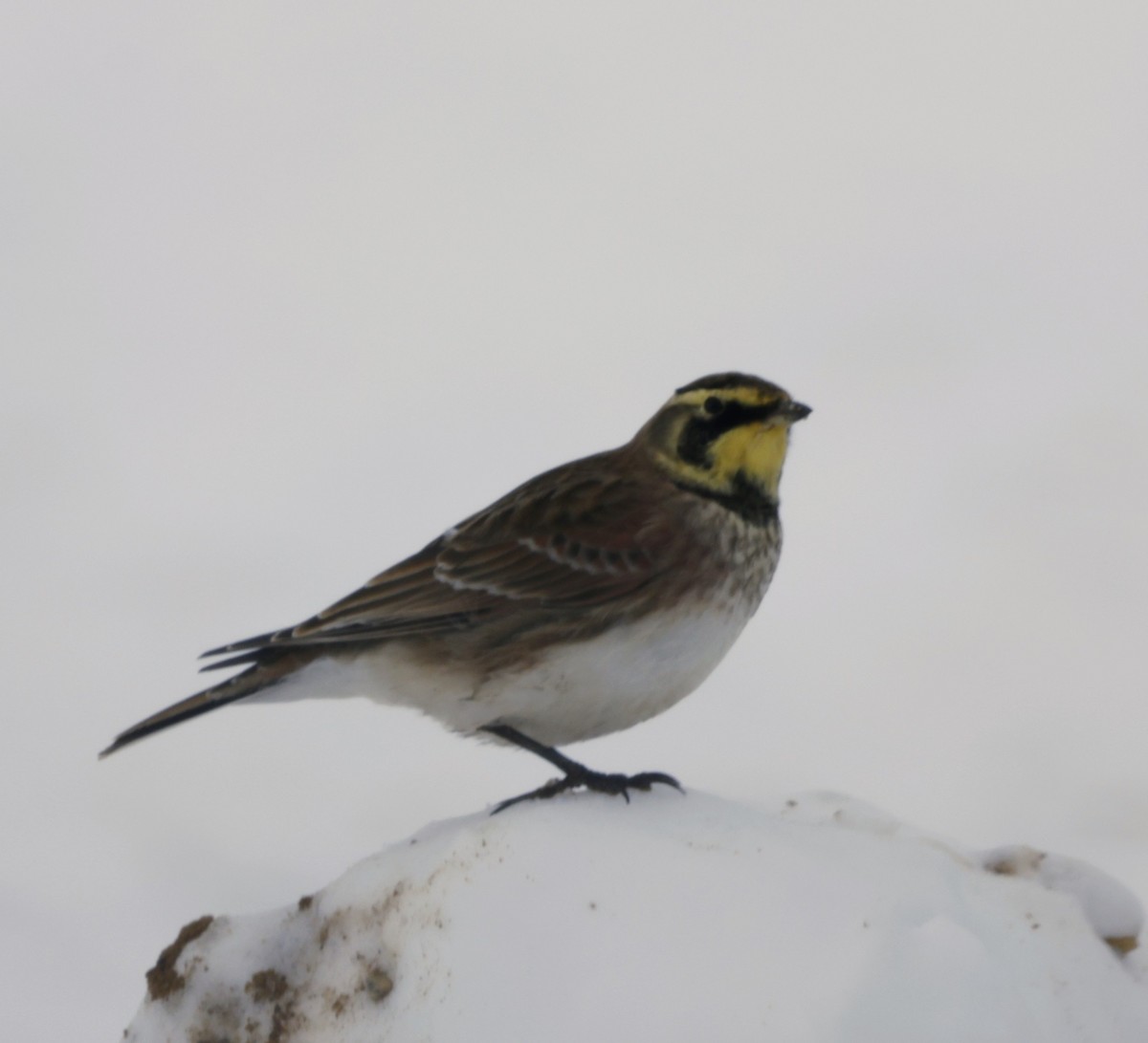 Horned Lark - ML646456026