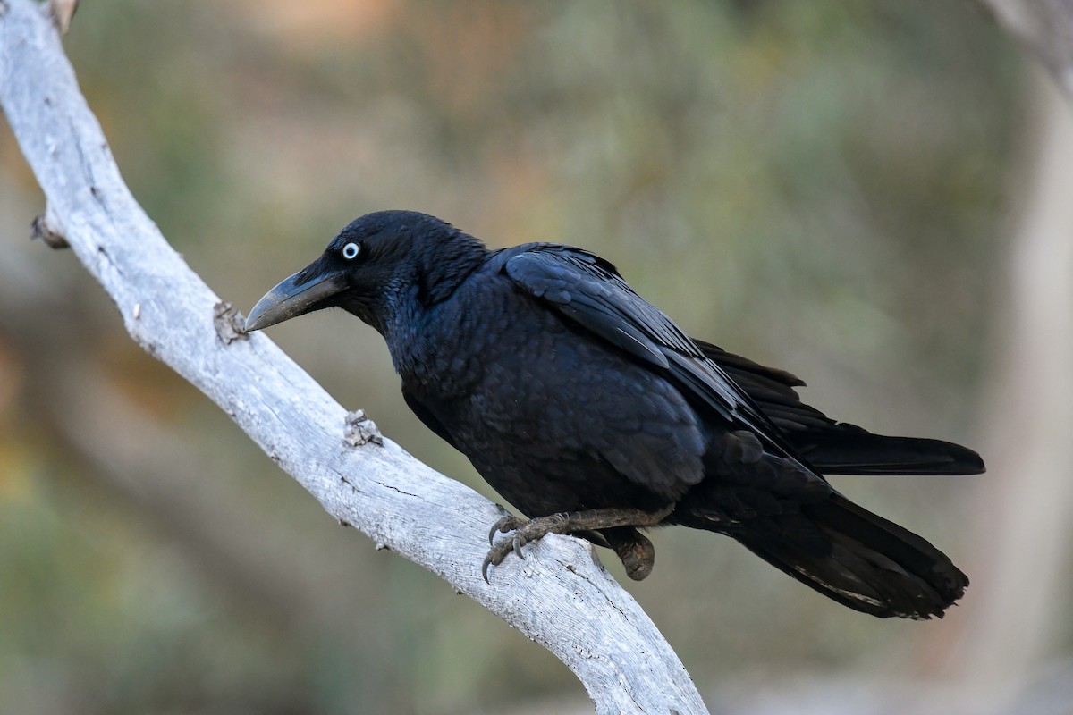 Torresian Crow - ML646456027