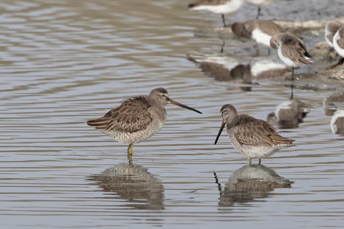 Long-billed Dowitcher - ML646456031