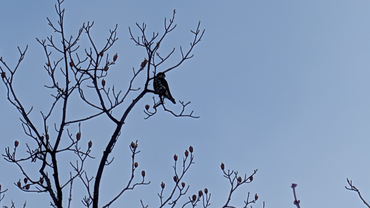 Merlin - ML646456032