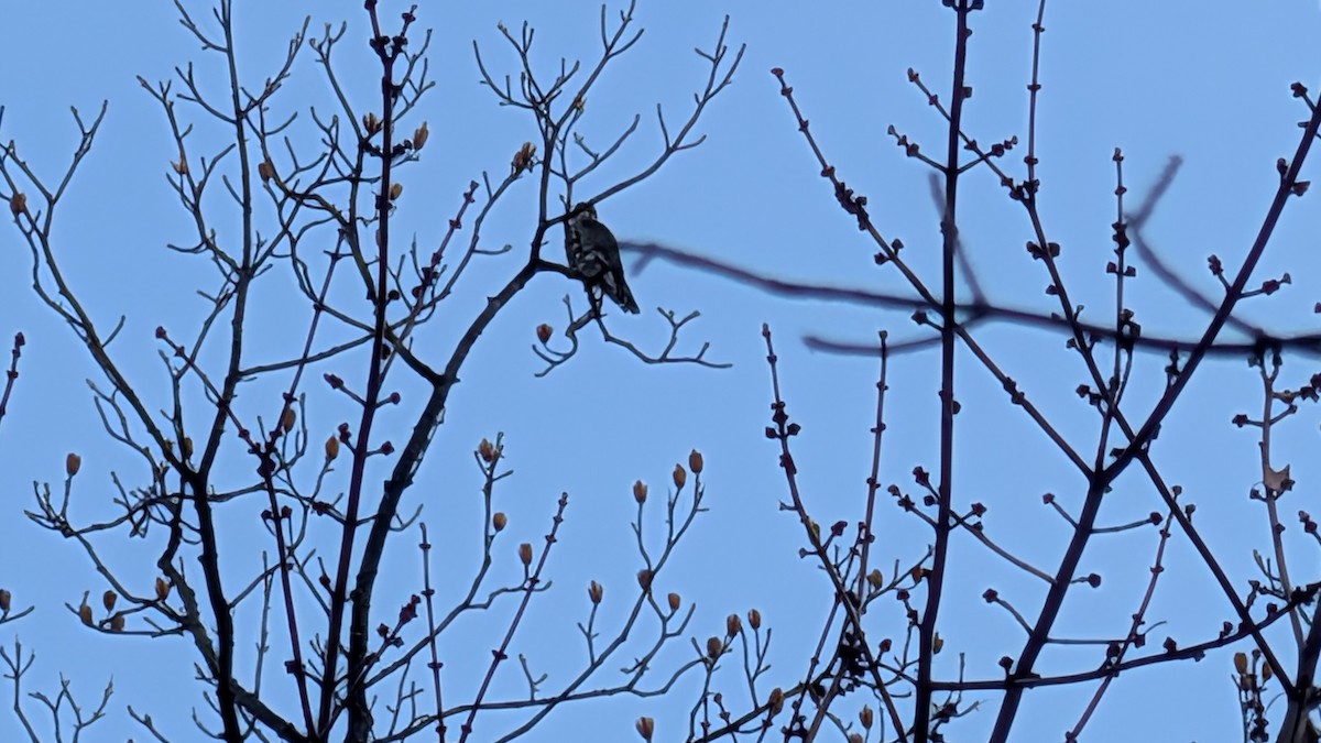 Merlin - ML646456033