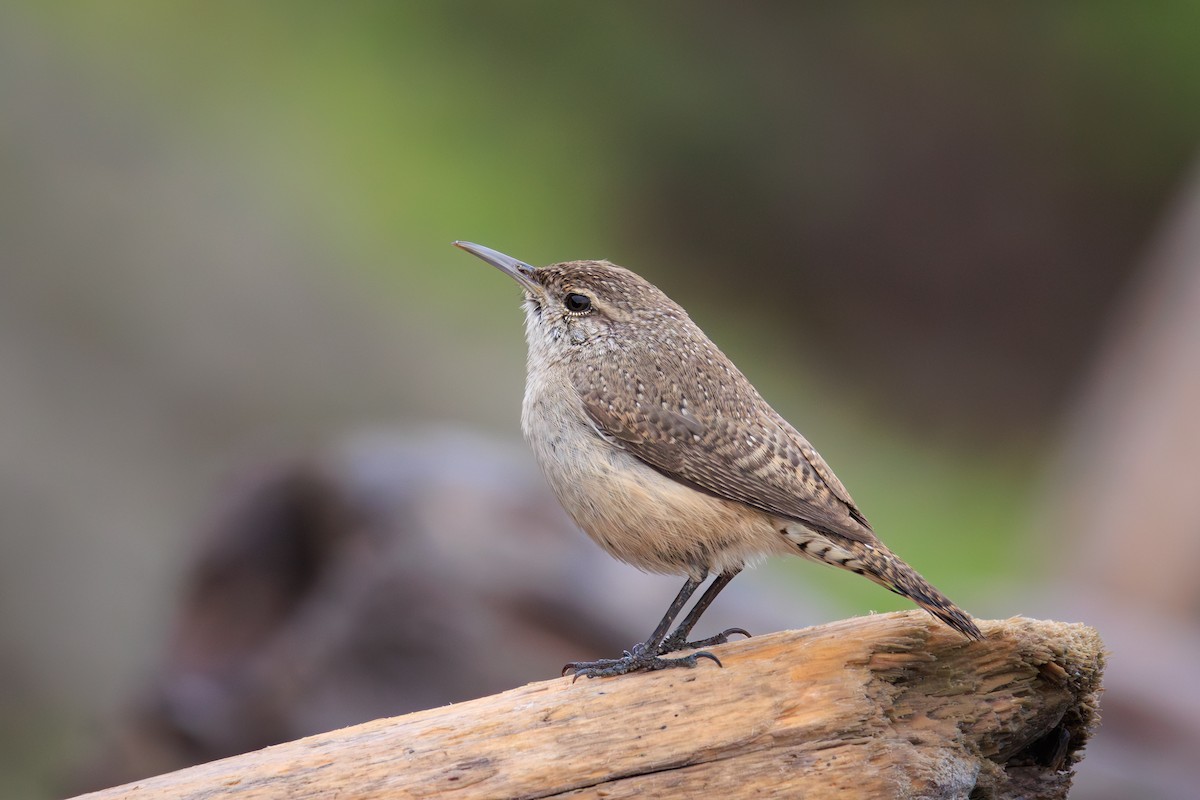 Rock Wren - ML646456034
