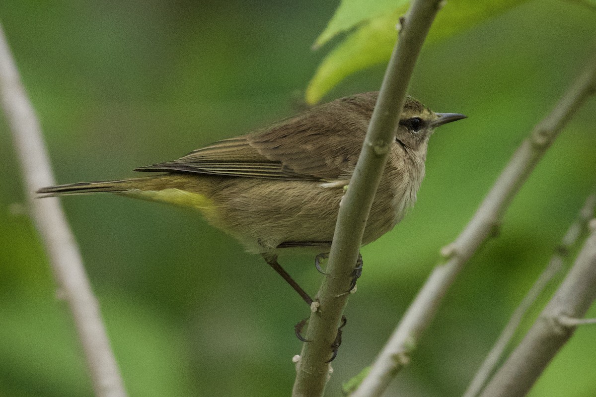 Пальмовая древесница - ML646456035