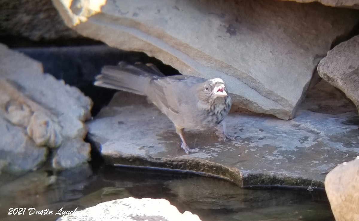 Canyon Towhee - ML646456037