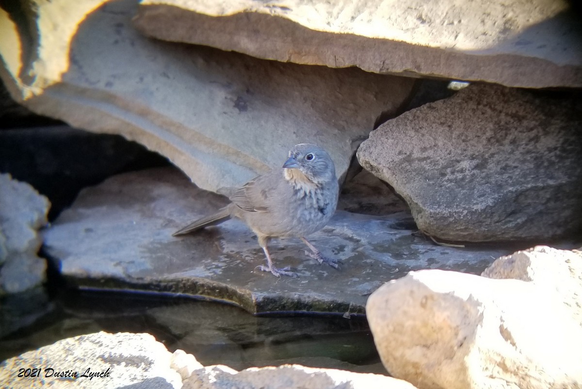 Canyon Towhee - ML646456038