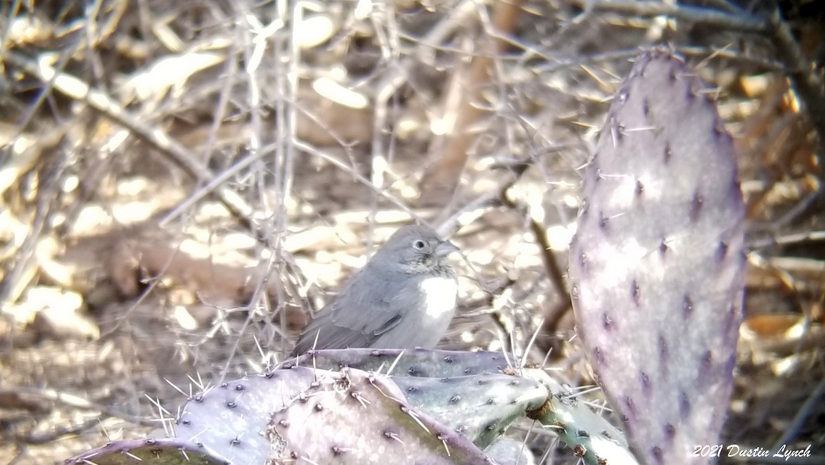 Canyon Towhee - ML646456039