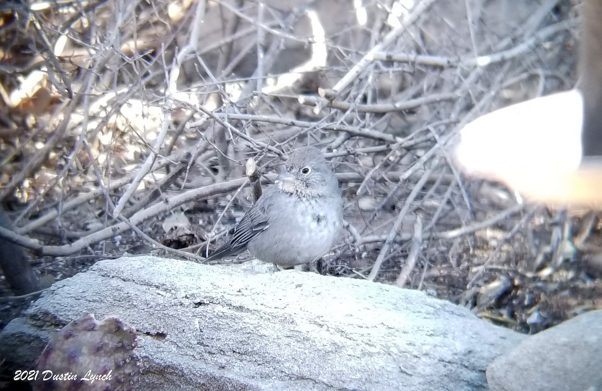 Canyon Towhee - ML646456040