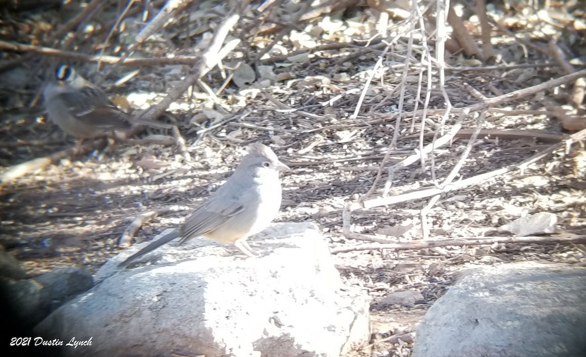 Canyon Towhee - ML646456041