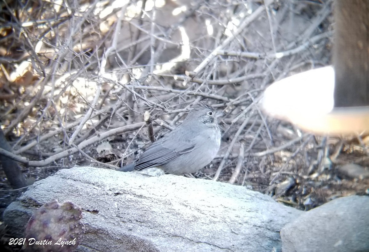 Canyon Towhee - ML646456042