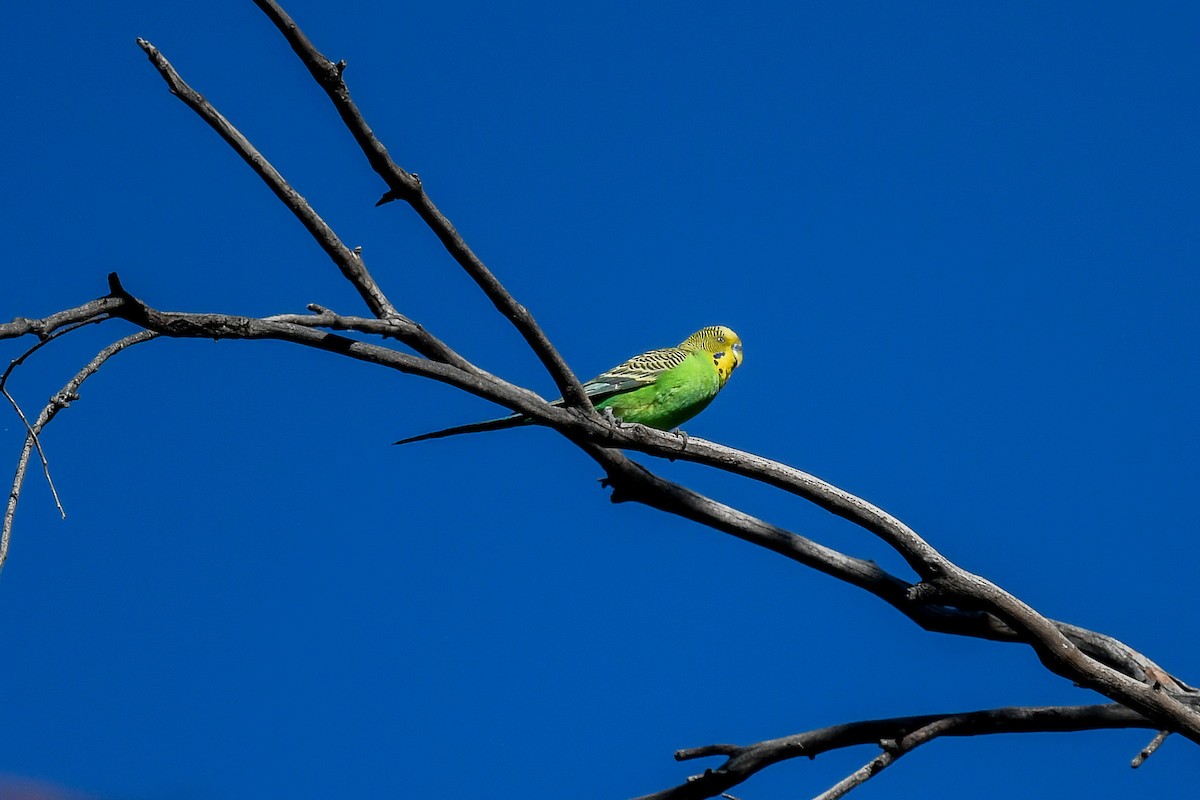 Budgerigar - ML646456044