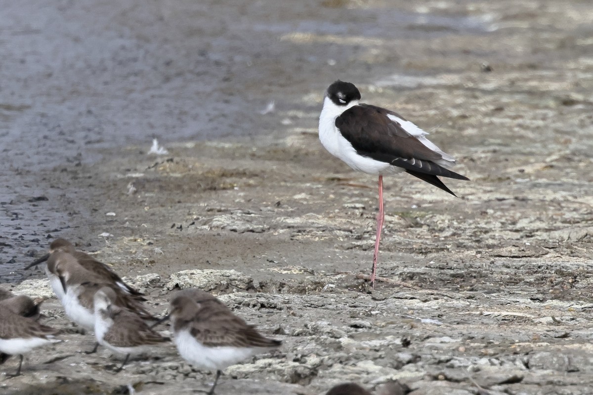 Black-necked Stilt - ML646456048