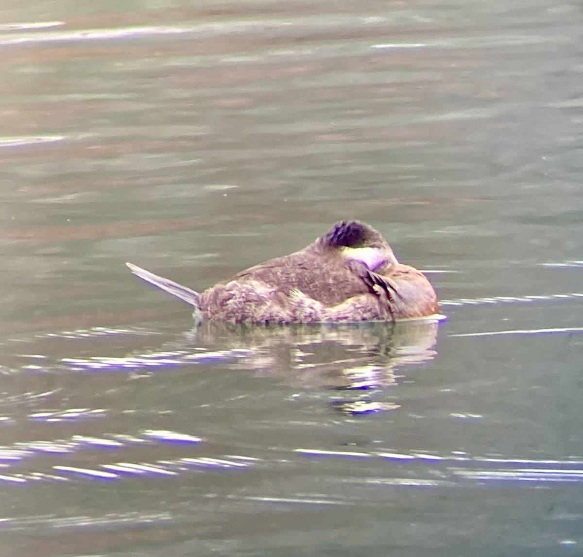 Ruddy Duck - ML646456049