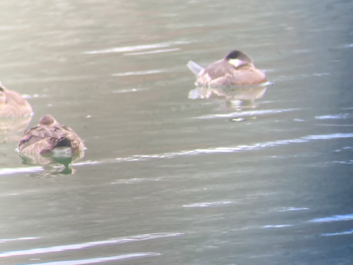 Ruddy Duck - ML646456050