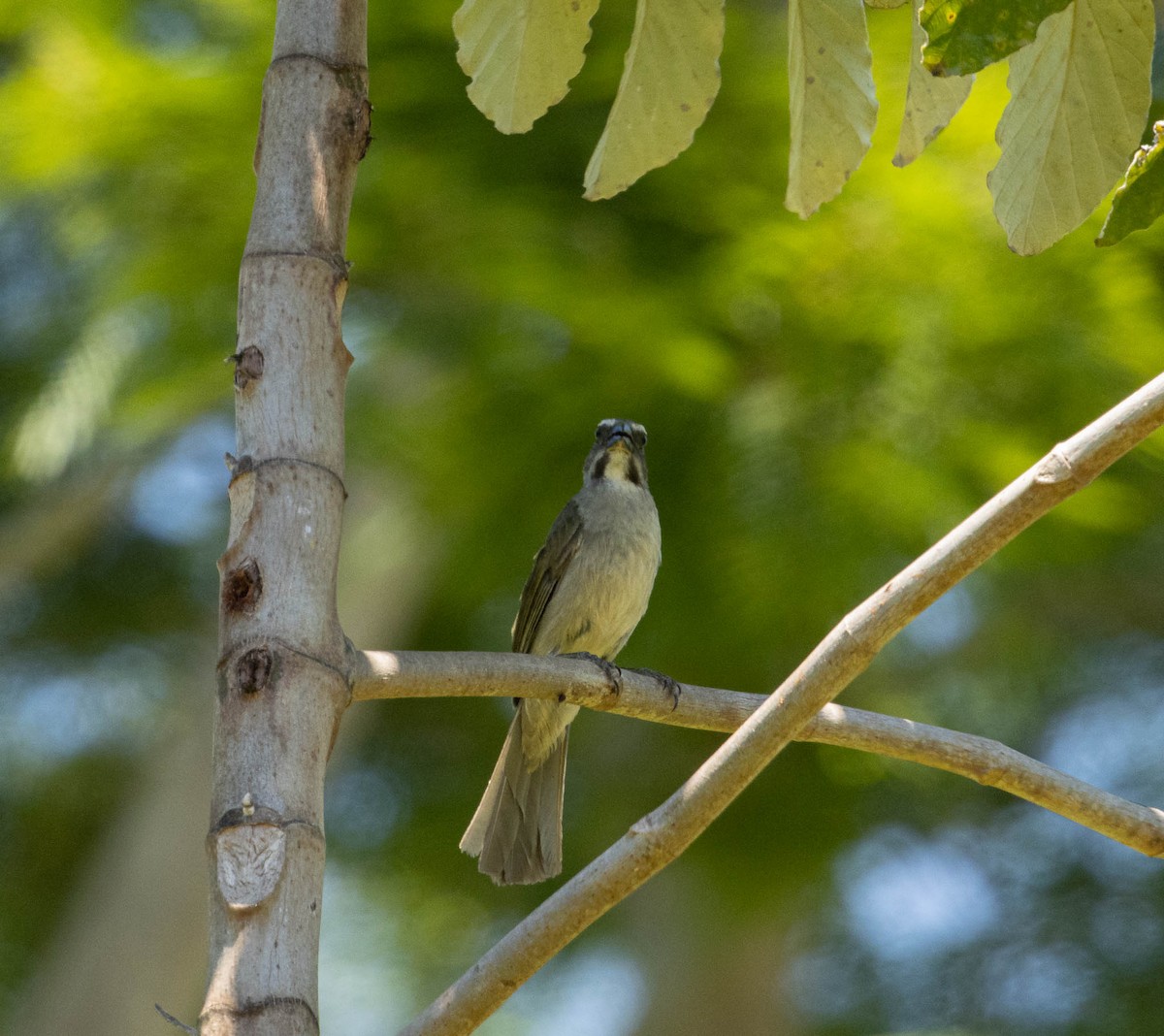 Green-winged Saltator - ML646456054