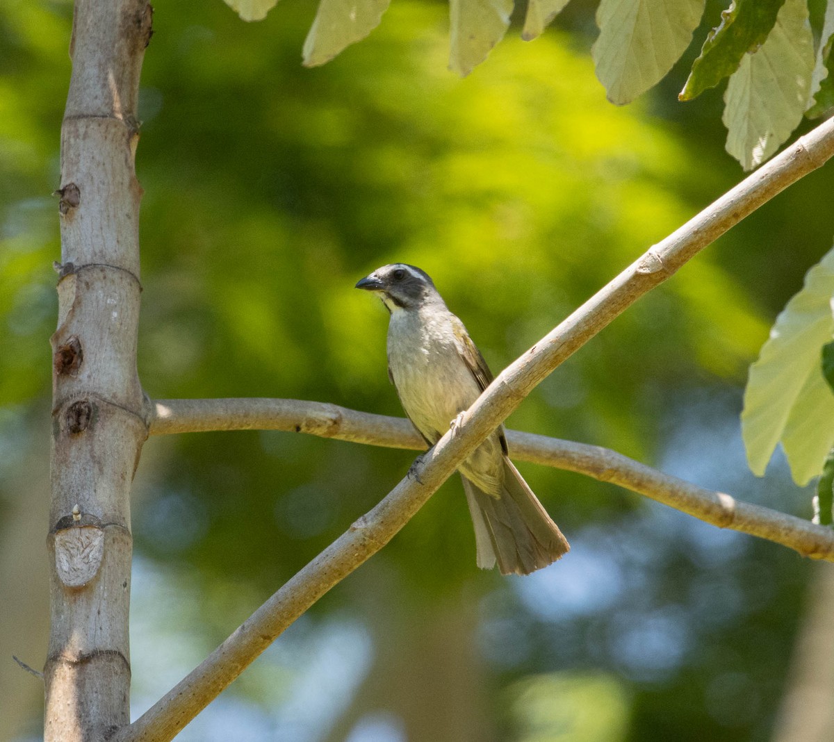 Green-winged Saltator - ML646456055