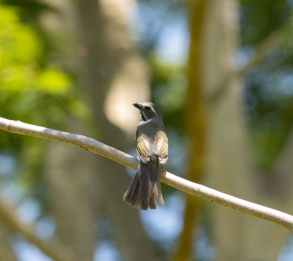 Green-winged Saltator - ML646456057