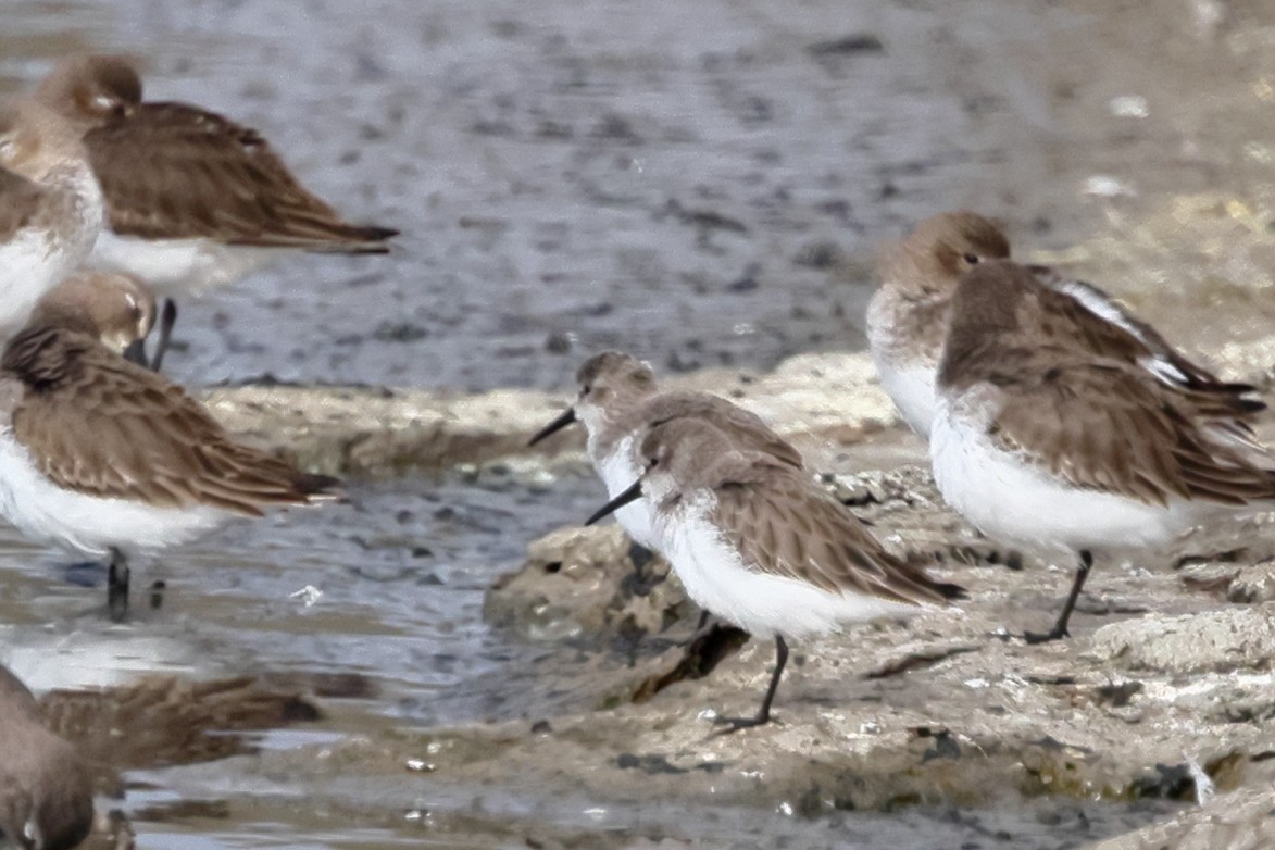 Western Sandpiper - ML646456059