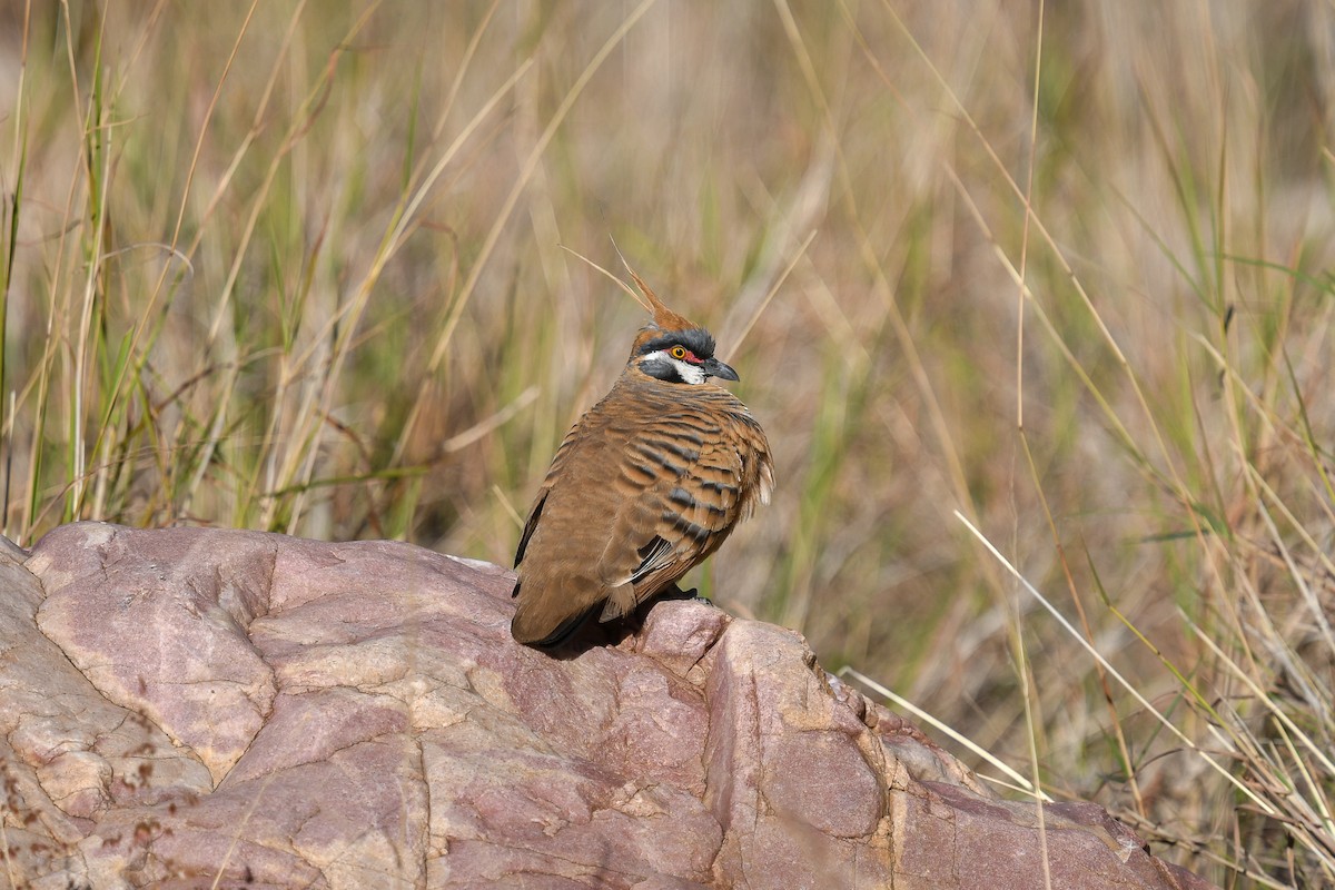 Spinifex Pigeon - ML646456060
