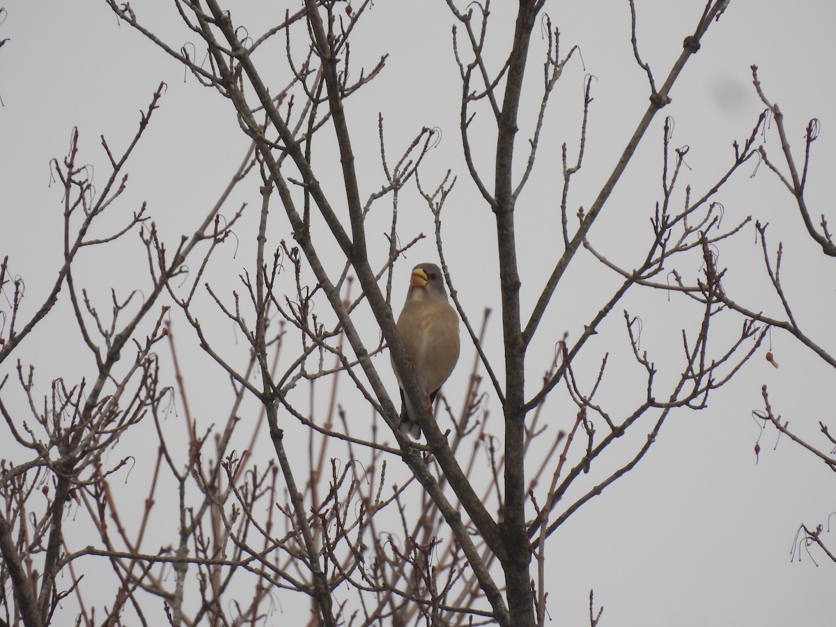 Evening Grosbeak - ML646456061