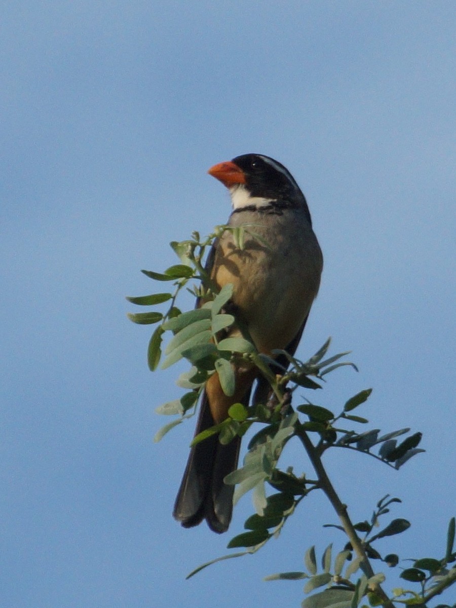Golden-billed Saltator - ML646456062