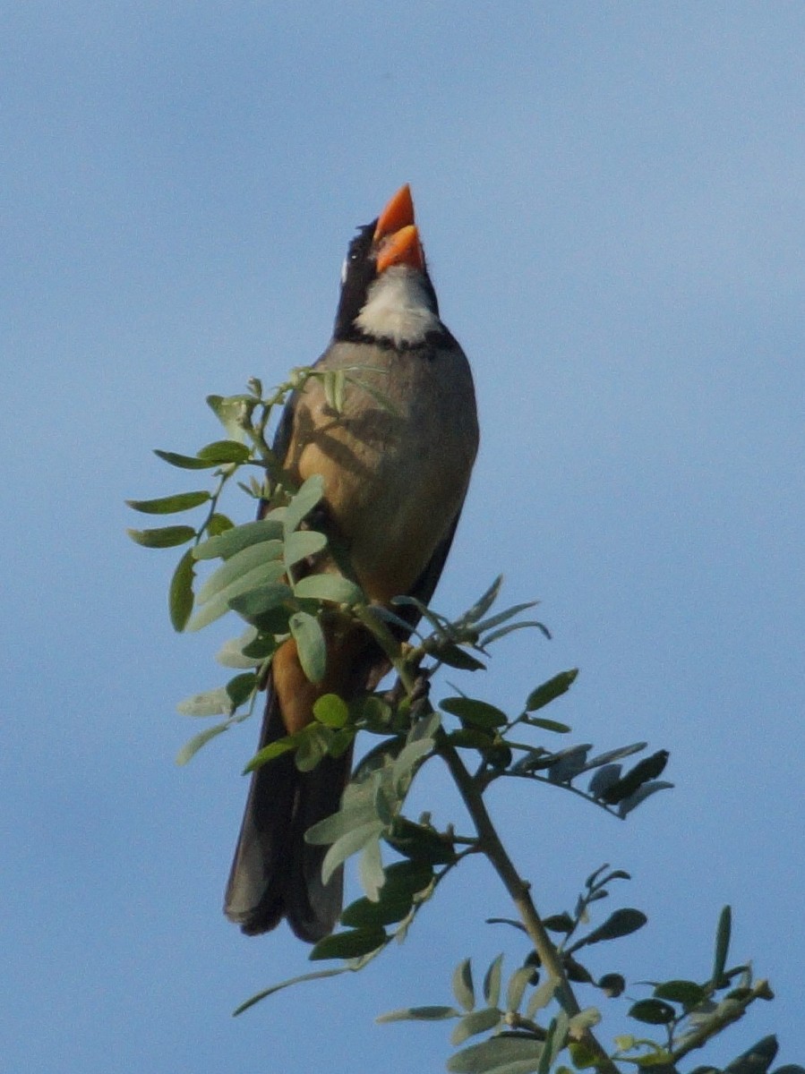 Golden-billed Saltator - ML646456063