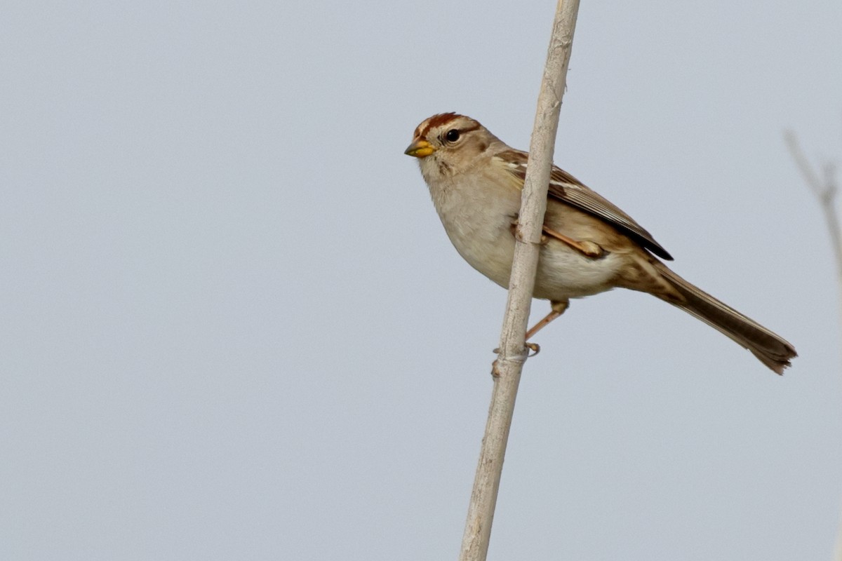 White-crowned Sparrow - ML646456064