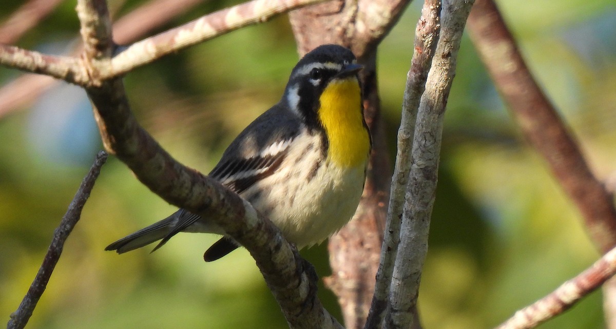 Yellow-throated Warbler - ML646456065