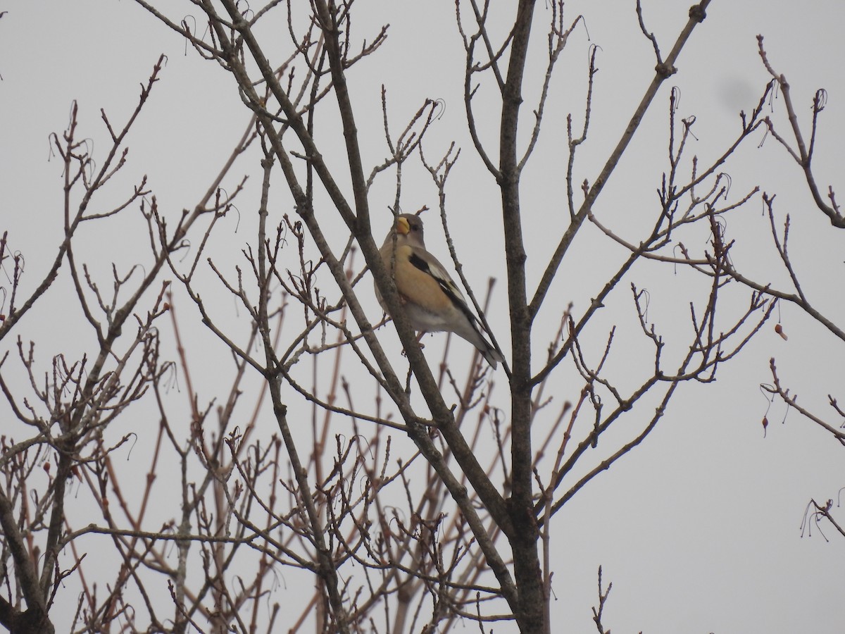 Evening Grosbeak - ML646456066