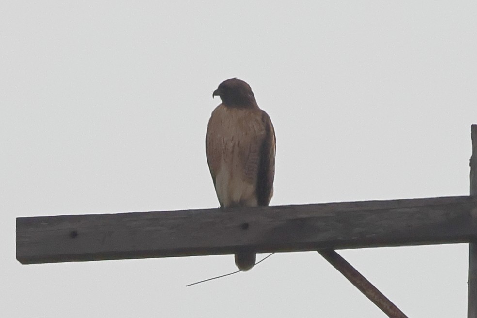 Red-tailed Hawk - ML646456067