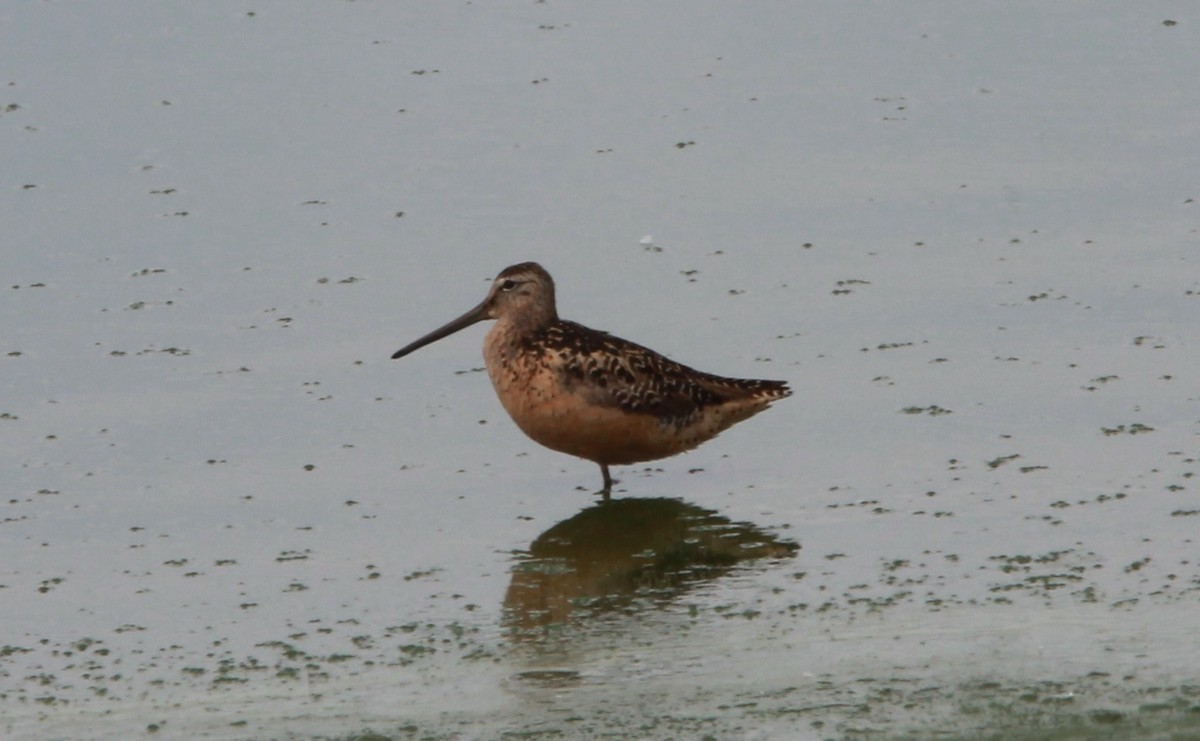 slukovec dlouhozobý - ML646456068