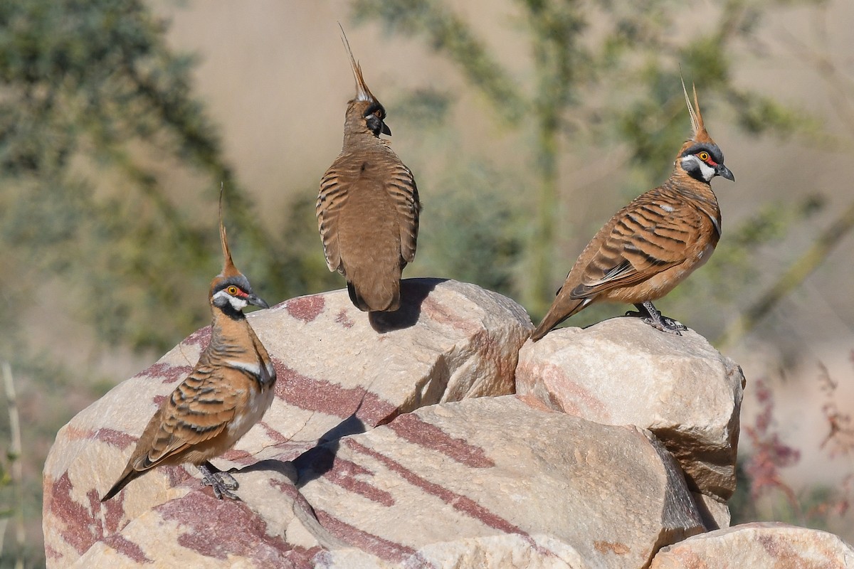 Spinifex Pigeon - ML646456070