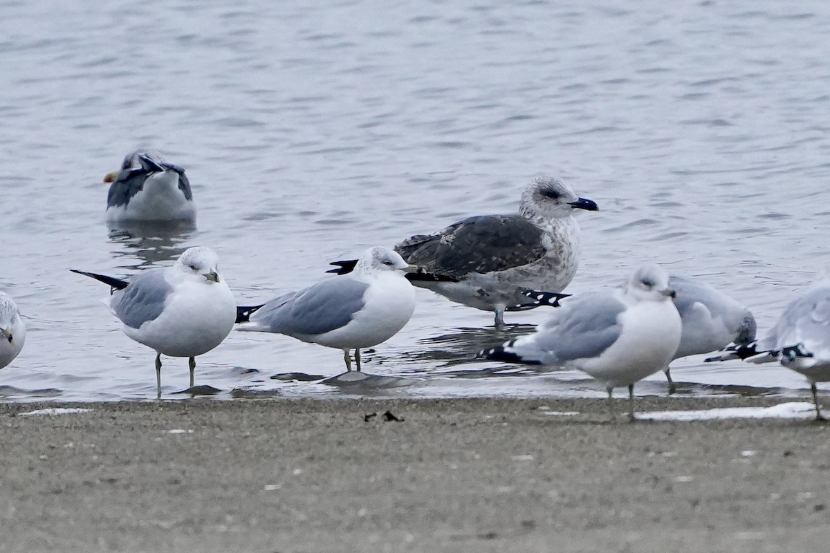 Lesser Black-backed Gull - ML646456071