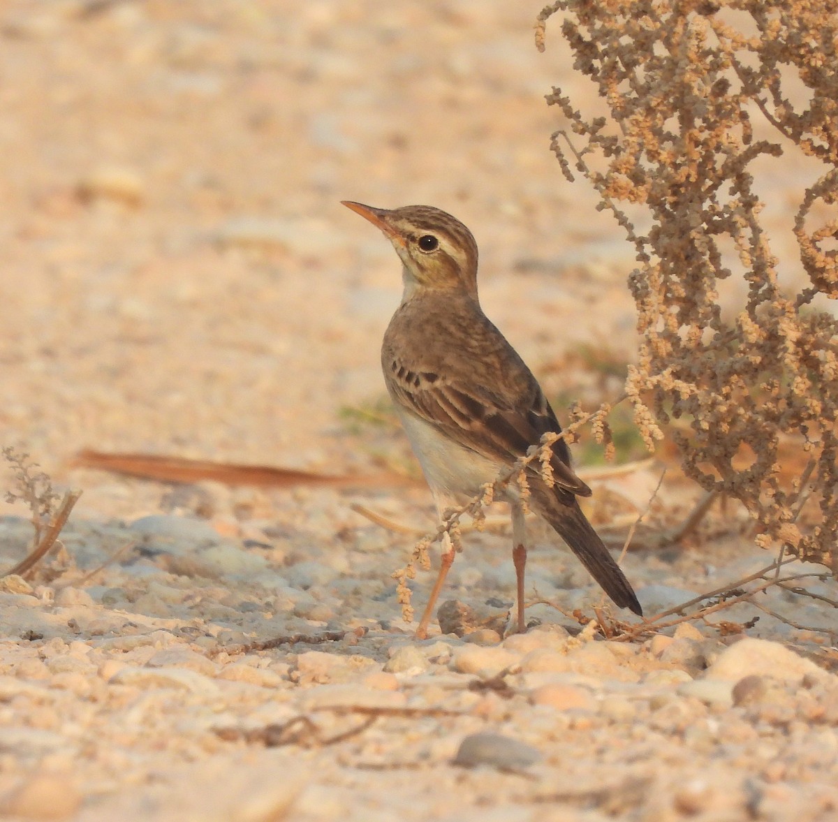 Tawny Pipit - ML646456072
