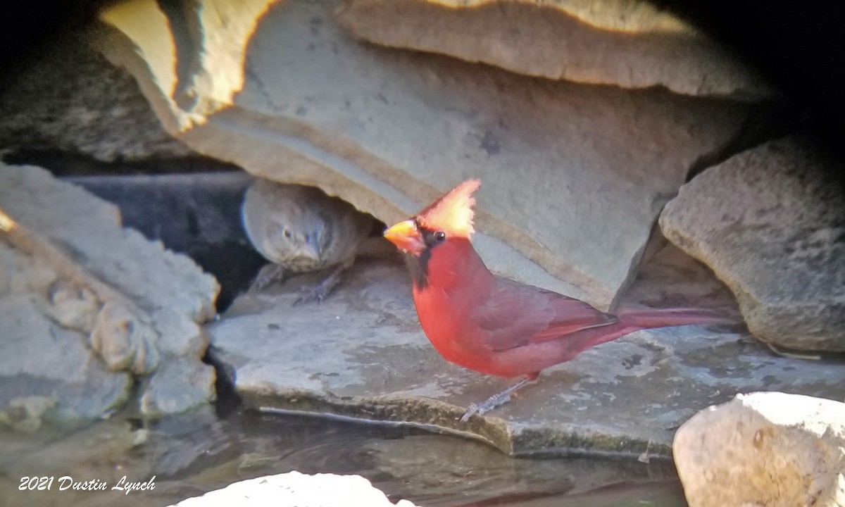 קרדינל צפוני - ML646456073