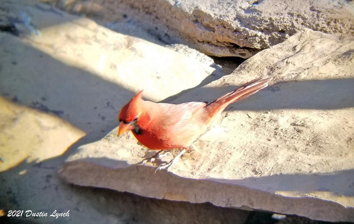 קרדינל צפוני - ML646456074