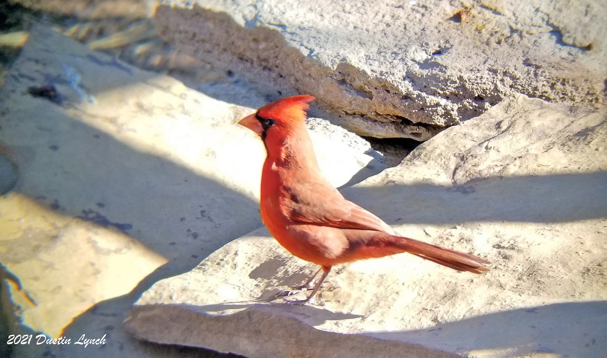 קרדינל צפוני - ML646456075