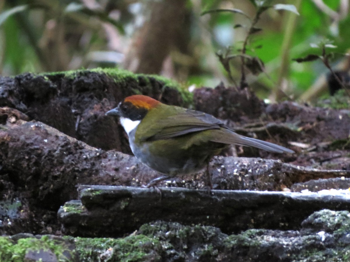 Chestnut-capped Brushfinch - ML646456077