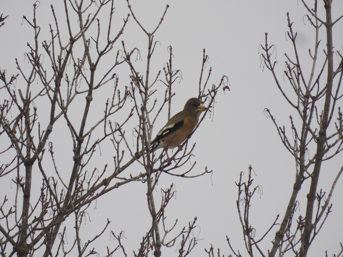 Evening Grosbeak - ML646456080