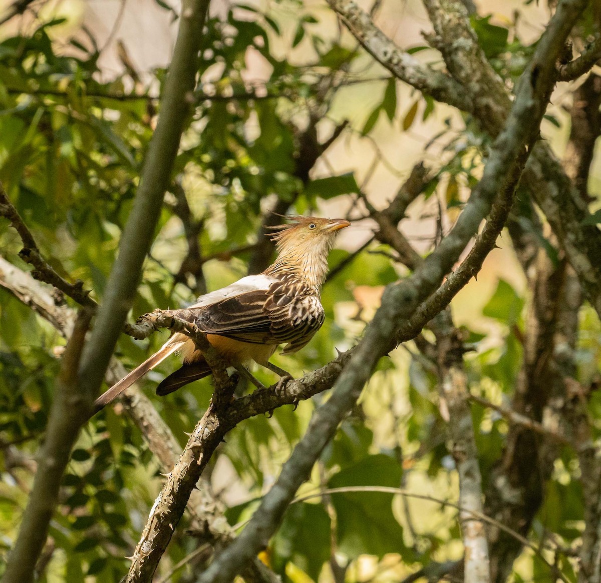 Guira Cuckoo - ML646456081