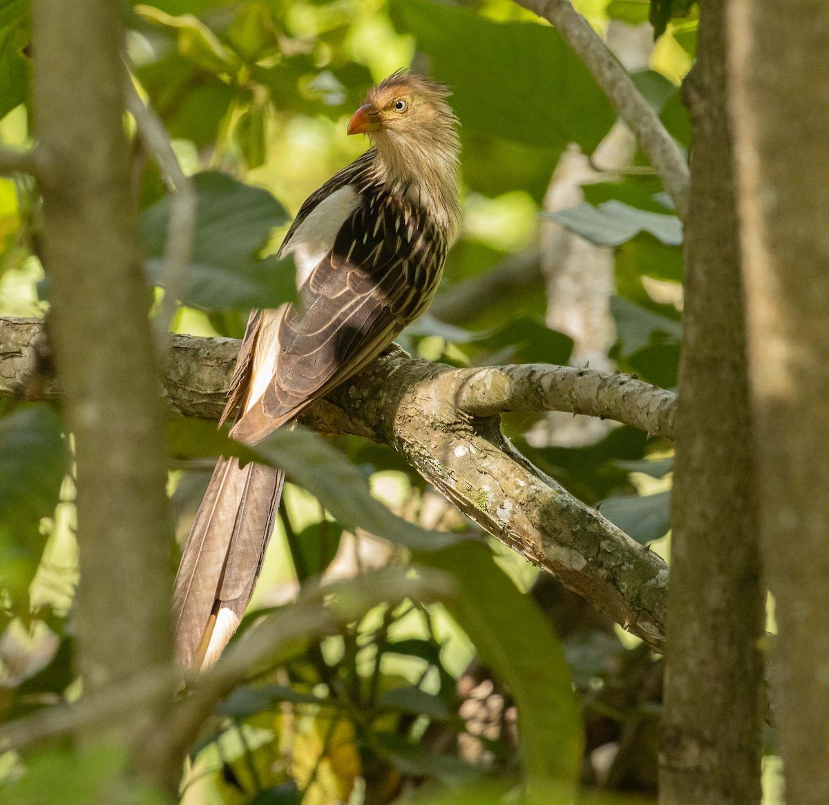 Guira Cuckoo - ML646456082