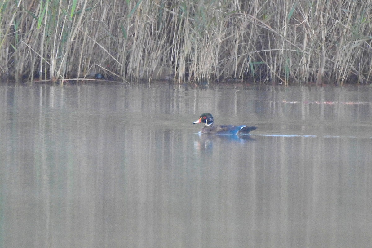 Brautente - ML646456084