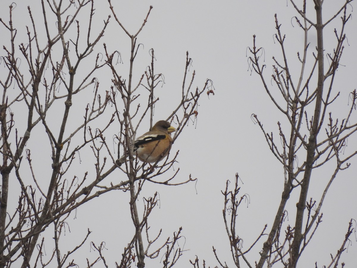 Evening Grosbeak - ML646456086
