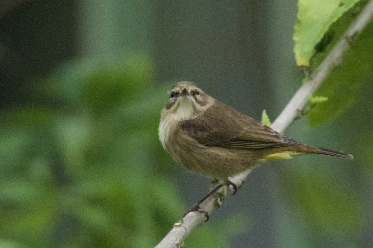 Пальмовая древесница - ML646456087