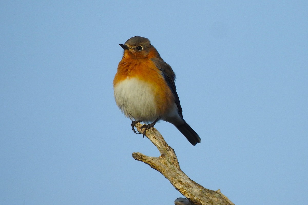 Rotkehl-Hüttensänger - ML646456089