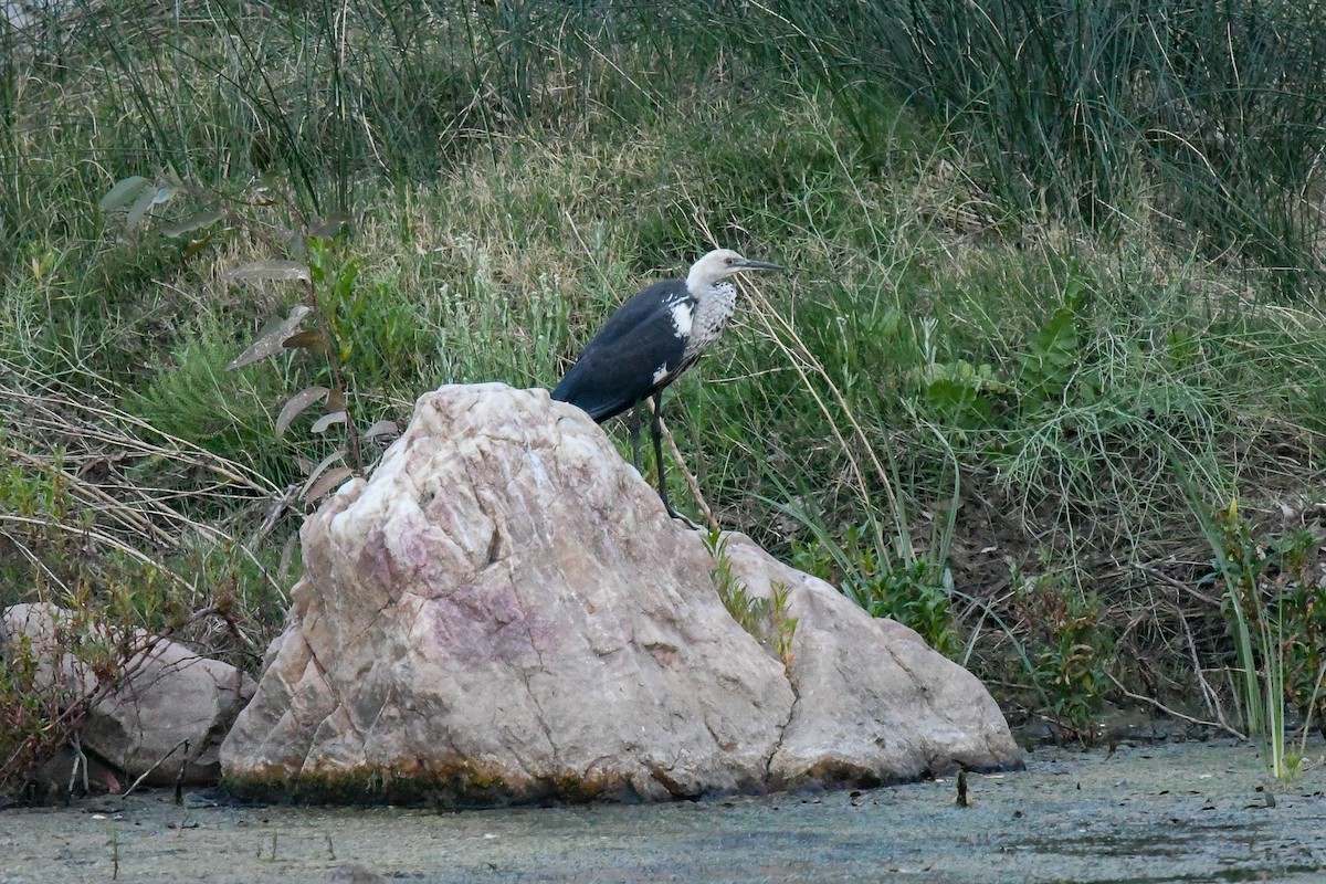 Pacific Heron - ML646456090