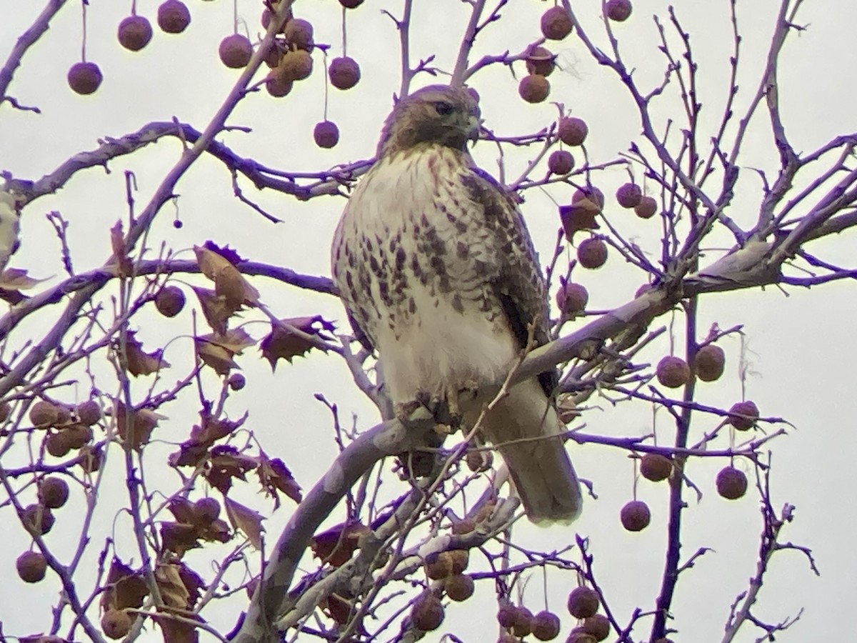 Red-tailed Hawk (borealis) - ML646456092