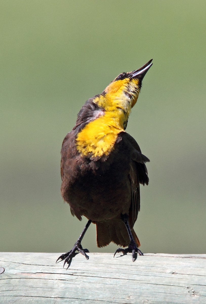 Yellow-headed Blackbird - ML646456094