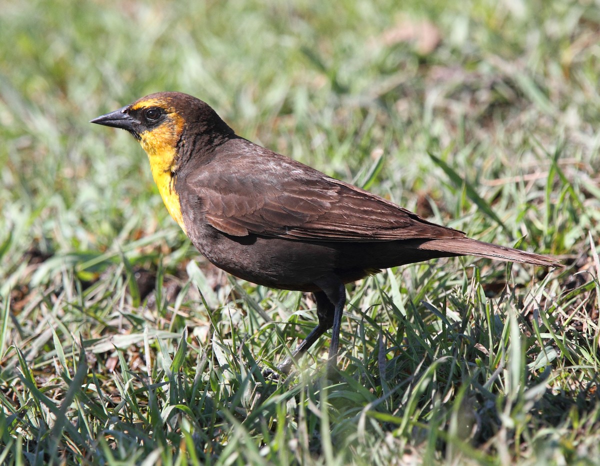 Yellow-headed Blackbird - ML646456095