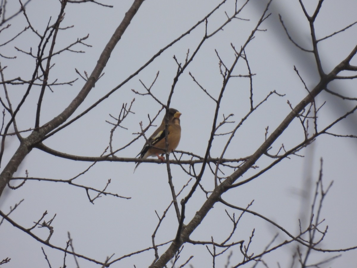 Evening Grosbeak - ML646456096